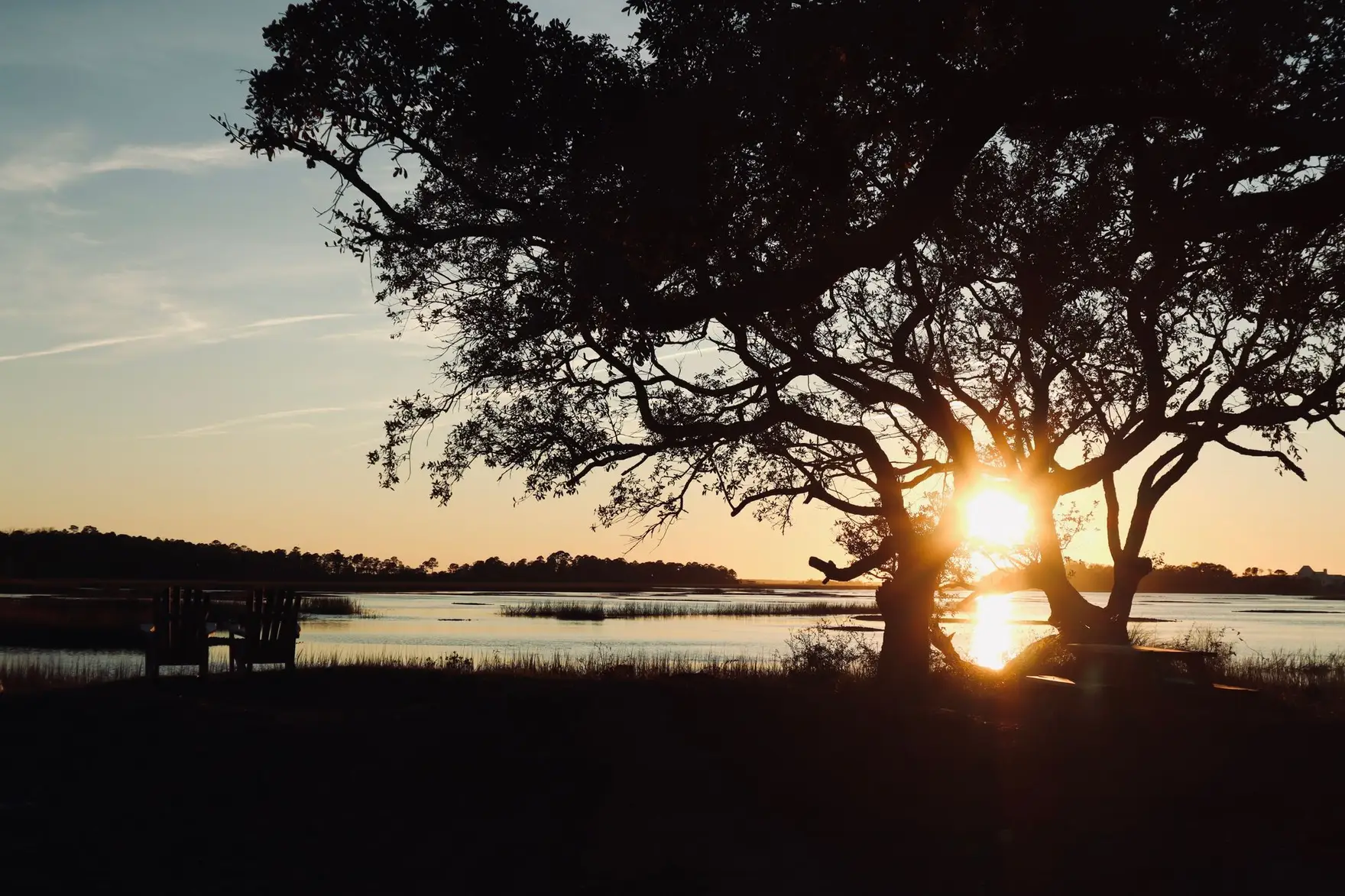 Sunset over a Lowcountry tidal marsh, live oak in silhouette