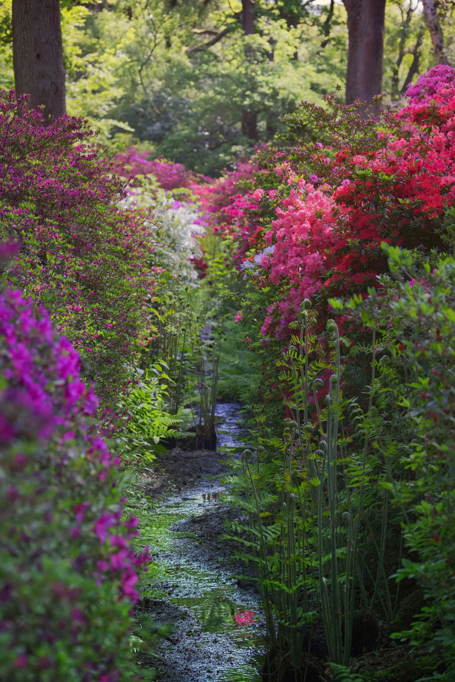 Azaleas in full bloom along a woodland stream